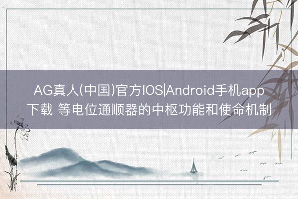 AG真人(中国)官方IOS|Android手机app下载 等电位通顺器的中枢功能和使命机制